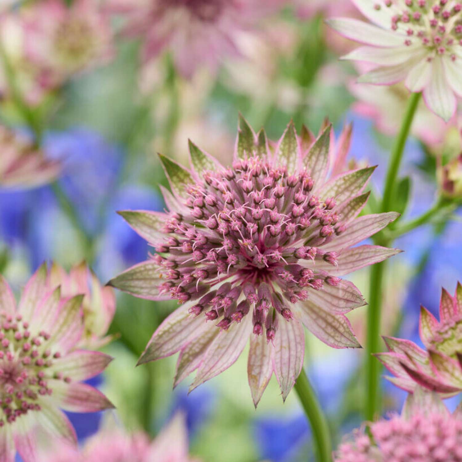 Stjerneskærm 'Roma' (Astrantia major)